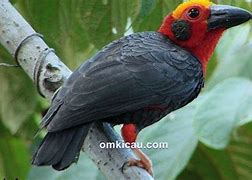 Jenis Burung Di Kalimantan